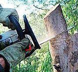Best Tree Maintenance Programs  in Cascade Chipita Park, CO
