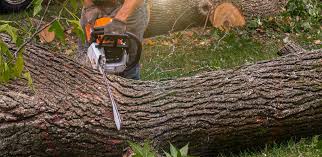 Best Lawn Pest Prevention  in Cascade Chipita Park, CO