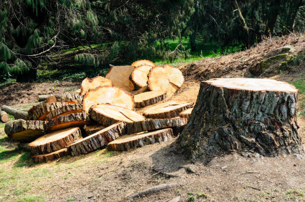 Best Hazardous Tree Removal  in Cascade Chipita Park, CO
